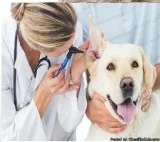 The Best Dog Clinic in Delhi NCR