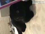 Scottish fold all black