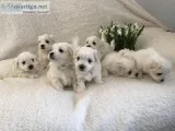 The cutest Maltese puppies