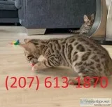 Bengal Pure Breed Kittens