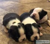 Boston Terrier Puppies