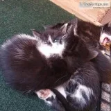 FREE KITTENS