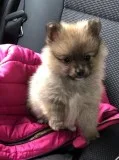 Very Perfect 12wks old Pomeranian puppies are ready