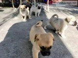 Pug mix puppies for sale