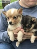 Pemboke Welsh Corgi Puppies