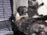 Free Kittens
