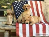 AKC English lab puppies
