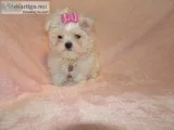 Tea cup Maltese puppies