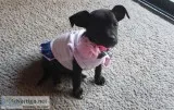 Chihuahua Puppies