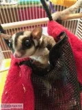 Selling 2 Female Sugar Gliders