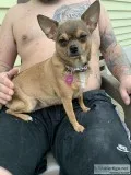 Chihuahua