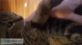 2 Cat Kitty Sisters Need a Loving Home