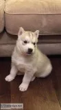 Siberian Husky Puppies