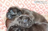 French bulldog puppies