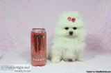 Micro Pomeranian Puppy in Las Vegas