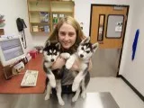Male and female Husky Puppies