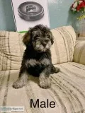 Schnoodle