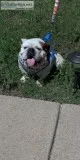 English bull dog