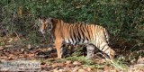Satkosia Tiger Reserve Tour