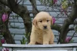 Superb Golden Retriever Boys and Girls Available ( 500 )