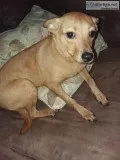2 female puppies free
