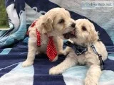 COCKAPOO PUPPIES