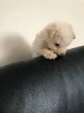 AKC REGISTERED MALTESE PUPPIES FOR ADOPTION