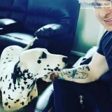 Female Dalmatian