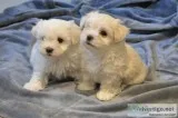 lovely and adorable maltses puppy