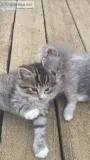 Bob tail kittens