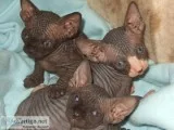 Two Beautiful Sphynx Kittens with fantastic markings