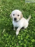 English Cream Golden puppies for sale