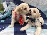 COCKAPOO PUPPIES