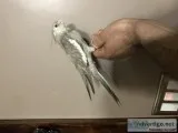 bird Hand fed baby cockatiels cockatiel