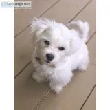Sweet Teddy Bear Pup looking for loving family.