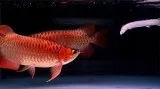 QUALITY AROWANA FISHES READY FOR NEW HOMES