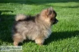 Luke Male ACA Pomeranian