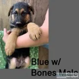 AKC German Shepherd Puppies