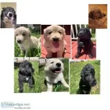 Goberian Puppies are ready for the forever homes