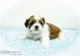 Adorable AKC Shih Tzu Puppies