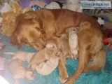 Golden Retriever puppies