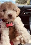 Puppy needs a new home