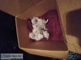 Blue Point Lynx Ragdolls