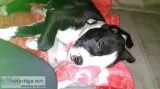 13 week female puppy
