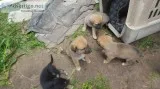 Free puppies