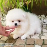  lovely pomeranian puppies for adoption