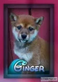 Ginger Female ACA Shiba Inu