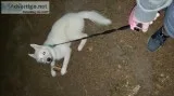 Siberian Husky