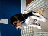 Beagle puppy for sale