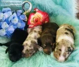 Beautiful Miniture Dachshund Puppies